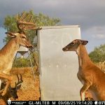 Talking about picture perfect!

: Hebbronville Deer Hunting 
#tra
