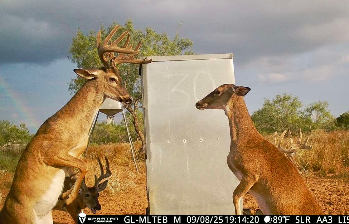 Talking about picture perfect!

: Hebbronville Deer Hunting 
#tra