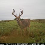 Before velvet and after velvet photos of this super nice 10 point