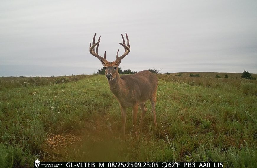 Before velvet and after velvet photos of this super nice 10 point