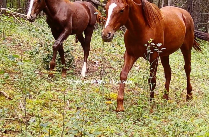 Some good photos of this year's colt,  alongside last year's foal