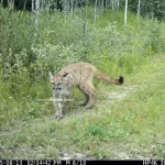 Wildcat Wednesday Here are three photos of "potentially" three di