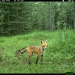 Some of these dogs belong in the woods and some of them don't  (s
