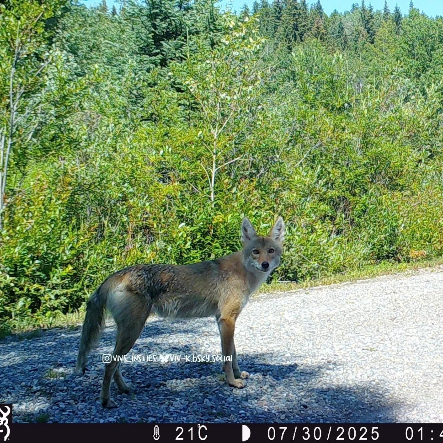 I think this is the mated coyote pair; female in first photo (but