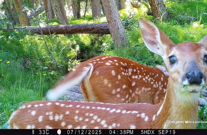 Fawns and their spots
.
.