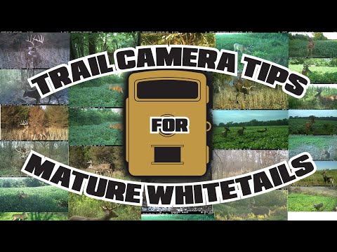 Don Higgins Trail Camera Tips for Mature Whitetails