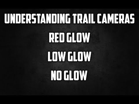 Trail Camera Types: No Glow vs. Low Glow vs. Red Glow